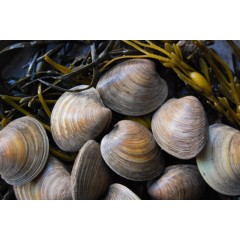 全殼蜆 500g (30-40隻)