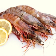 野生海虎蝦